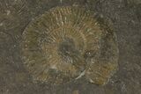 Dactylioceras Ammonite Cluster - Posidonia Shale, Germany #79307-2